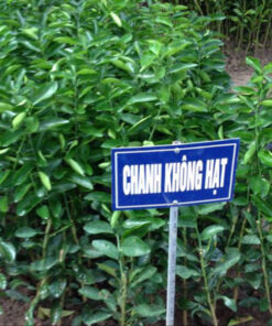 cay-chanh-khong-hat