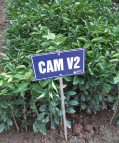 Cam-V2