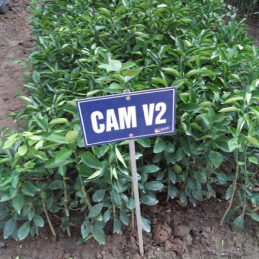 Cam-V2