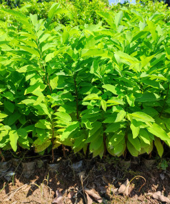 Cây Na dai, na ta, quả to ngọt, giống chuẩn, dễ trồng, dễ chăm sóc