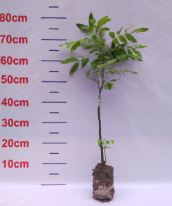 Nhãn sớm Hưng Yên, cây ghép bầu đất, cây chuẩn giống dễ chăm