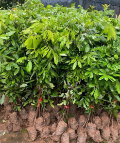 Cây giống nhãn Thái, cùi dày, hạt nhỏ, vị ngọt đậm, siêu trái, cây ghép khỏe mạnh sạch bệnh