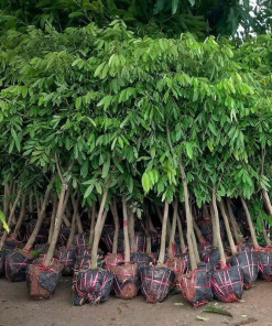 Nhãn Hưng Yên Choai, cây choai khỏe mạnh, có nhiều kích thước, dễ trồng, dễ chăm sóc