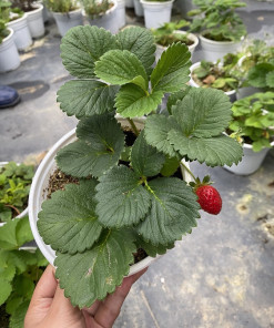 Cây giống dâu tây, giống dâu tây chịu nhiệt dễ trồng, dễ chăm sóc, mau cho trái