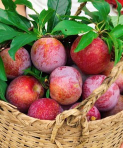 Mận hậu, cây giống ghép khỏe mạnh, chuẩn giống, giống mận chịu nhiệt, mau cho trái