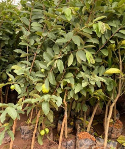 Ổi Đông Dư Choai, cây choai khỏe mạnh, đã có trái, cho quả quanh năm