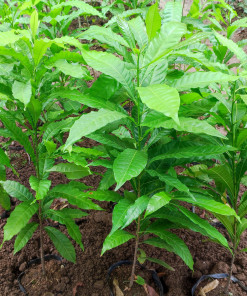 Vú sữa Hoàng Kim, cây giống khỏe mạnh, trái vàng thịt trắng ngọt mát